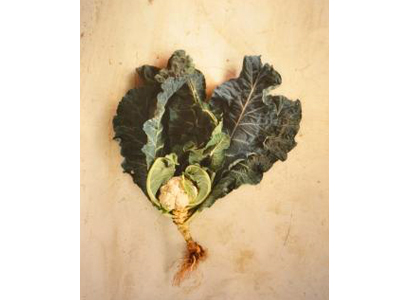 Chou-fleur Jacqueline Salmon De la série La racine des légumes 1998-2009 